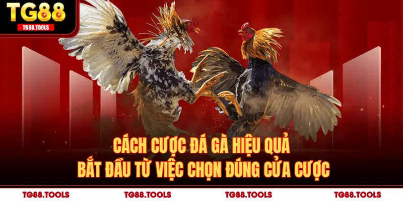 Cách Cược Đá Gà Giúp Tăng Tỷ Lệ Thắng Tại Sân Chơi Online